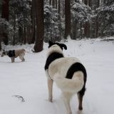 Winterwald mit Hunden
